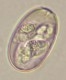 Thumbs/tn_IRR258.jpg