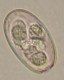 Thumbs/tn_IRR261.jpg