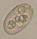 Thumbs/tn_IRR274.jpg