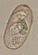 Thumbs/tn_IRR283.jpg