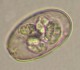 Thumbs/tn_IRR286.jpg