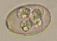 Thumbs/tn_IRR292.jpg
