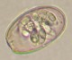 Thumbs/tn_IRR297.jpg