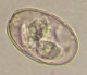 Thumbs/tn_IRR309.jpg