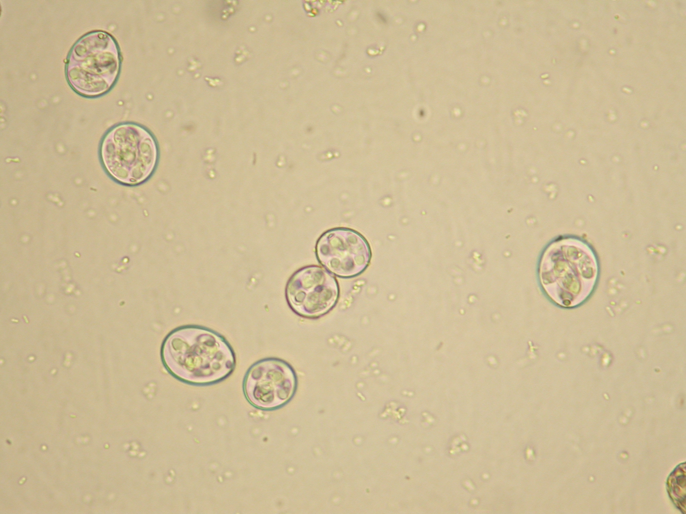 Ооцисты Cryptosporidium parvum
